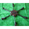 Drone SCA 920